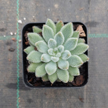 Load image into Gallery viewer, Echeveria Comet