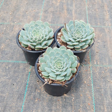 Load image into Gallery viewer, Echeveria Red Hole