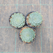 Load image into Gallery viewer, Echeveria Red Hole