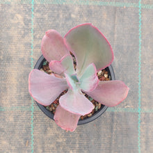Load image into Gallery viewer, Echeveria Dream Fantasia