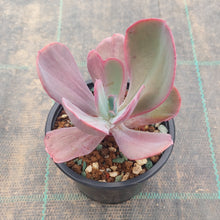 Load image into Gallery viewer, Echeveria Dream Fantasia
