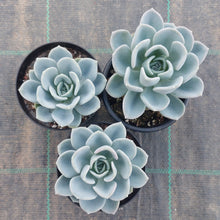 Load image into Gallery viewer, Pachyveria Orpet