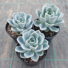 Load image into Gallery viewer, Pachyveria Orpet