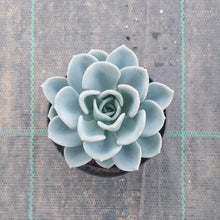 Load image into Gallery viewer, Pachyveria Orpet
