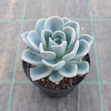 Load image into Gallery viewer, Pachyveria Orpet