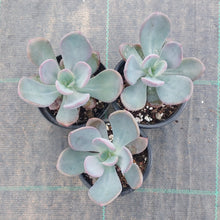 Load image into Gallery viewer, Pachyveria Blue Tongue