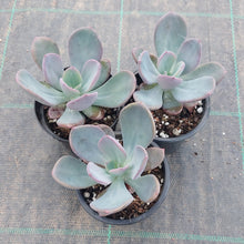 Load image into Gallery viewer, Pachyveria Blue Tongue
