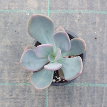 Load image into Gallery viewer, Pachyveria Blue Tongue