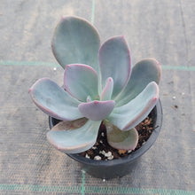Load image into Gallery viewer, Pachyveria Blue Tongue