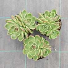 Load image into Gallery viewer, Echeveria Black Rose