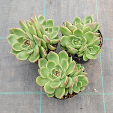 Load image into Gallery viewer, Echeveria Black Rose