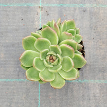 Load image into Gallery viewer, Echeveria Black Rose