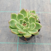 Load image into Gallery viewer, Echeveria Black Rose