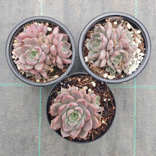 Load image into Gallery viewer, Echeveria Parks Pop Candy