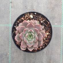 Load image into Gallery viewer, Echeveria Parks Pop Candy