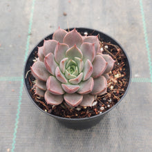 Load image into Gallery viewer, Echeveria Parks Pop Candy