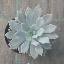 Load image into Gallery viewer, Echeveria Prunella