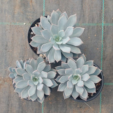 Load image into Gallery viewer, Echeveria Prunella