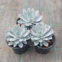 Load image into Gallery viewer, Echeveria Prunella