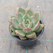 Load image into Gallery viewer, Echeveria Red Champagne