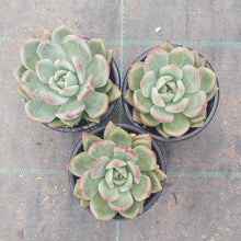 Load image into Gallery viewer, Echeveria Red Champagne