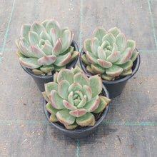 Load image into Gallery viewer, Echeveria Red Champagne