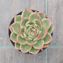 Load image into Gallery viewer, Echeveria agavoides Blue Dragon
