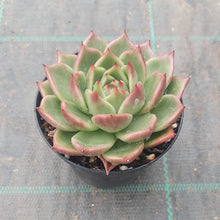 Load image into Gallery viewer, Echeveria agavoides Blue Dragon
