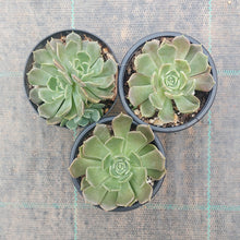 Load image into Gallery viewer, Echeveria Brown Rose