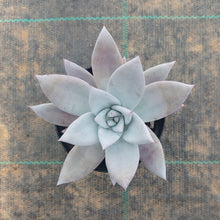 Load image into Gallery viewer, Echeveria Mexican Giant