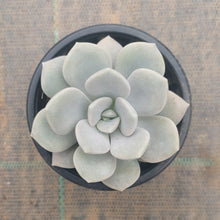 Load image into Gallery viewer, Graptoveria Margaret Rose