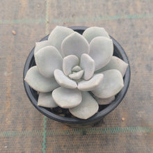 Load image into Gallery viewer, Graptoveria Margaret Rose