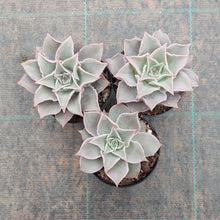 Load image into Gallery viewer, Echeveria Madiba - Pink Lips