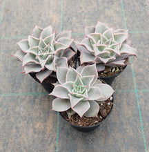 Load image into Gallery viewer, Echeveria Madiba - Pink Lips
