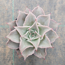 Load image into Gallery viewer, Echeveria Madiba - Pink Lips