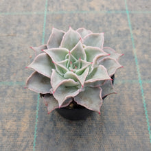 Load image into Gallery viewer, Echeveria Madiba - Pink Lips
