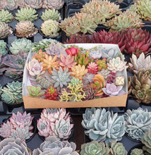 Load image into Gallery viewer, Random Rainbow Cuttings Box