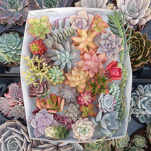 Load image into Gallery viewer, Random Rainbow Cuttings Box