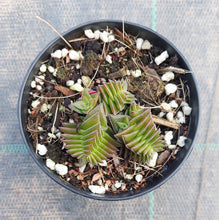 Load image into Gallery viewer, Crassula capitella ssp. thyrsiflora