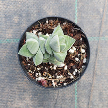 Load image into Gallery viewer, Crassula Moonglow