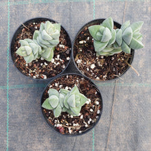 Load image into Gallery viewer, Crassula Moonglow
