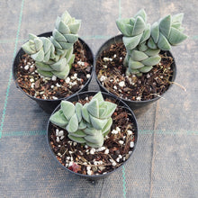 Load image into Gallery viewer, Crassula Moonglow