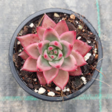 Load image into Gallery viewer, Echeveria agavoides Frank Reneilt