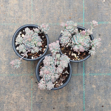 Load image into Gallery viewer, Echeveria prolifica