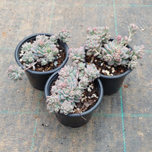 Load image into Gallery viewer, Echeveria prolifica