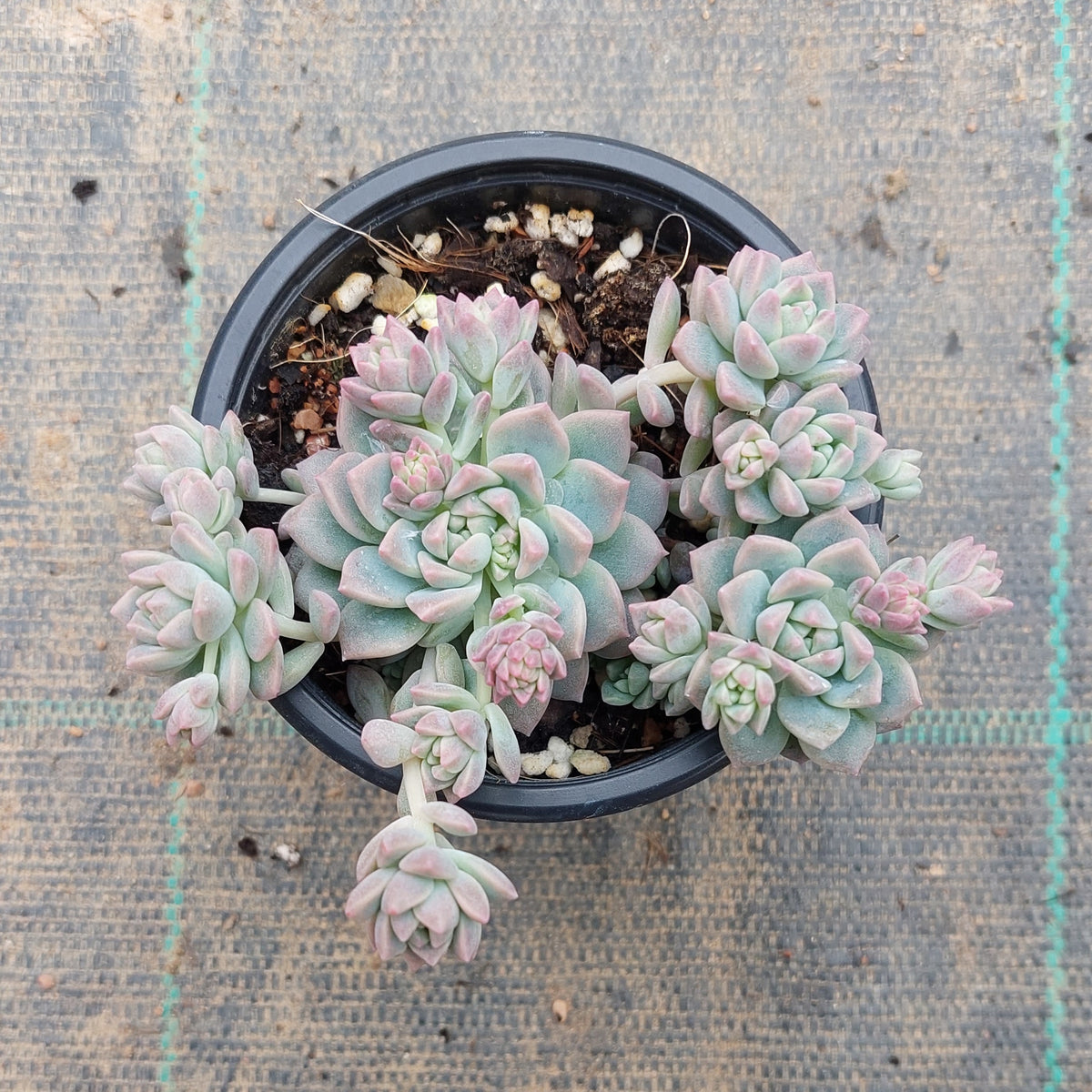 Echeveria prolifica – Mick's Succulents
