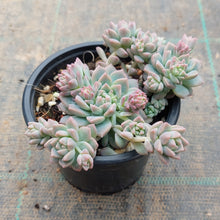 Load image into Gallery viewer, Echeveria prolifica