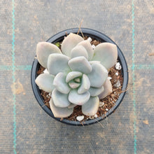 Load image into Gallery viewer, Graptophytum Supreme