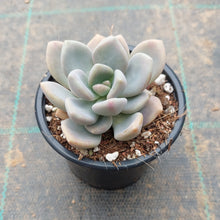 Load image into Gallery viewer, Graptophytum Supreme