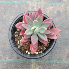 Load image into Gallery viewer, Pachyveria Dr Cornelius